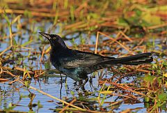 Boat-tailed Grackle